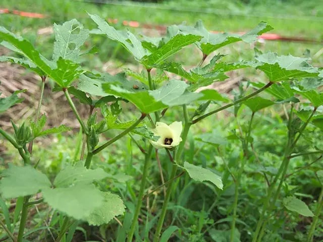 不耕起栽培(ふこうきさいばい)