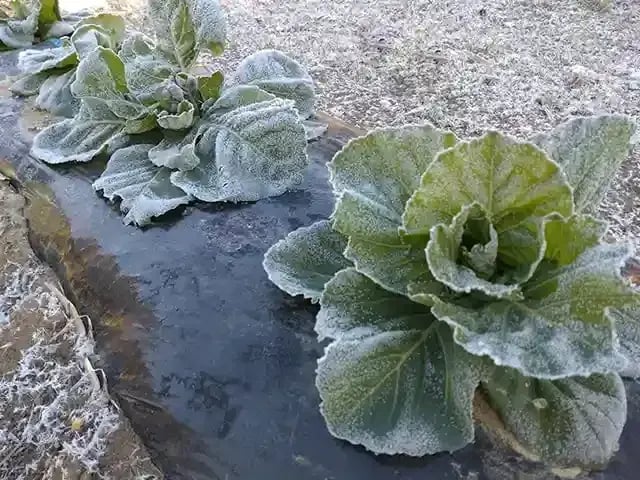 初霜(はつしも)