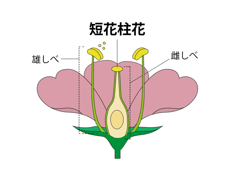 短花柱花(たんかちゅうか)