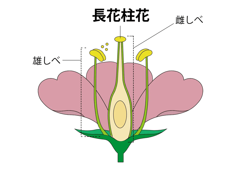 長花柱花(ちょうかちゅうか)