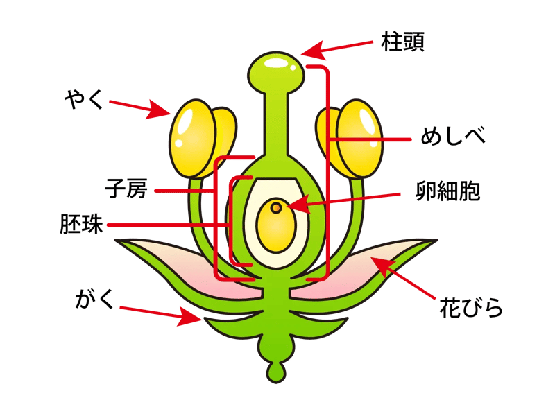 花柱(かちゅう)