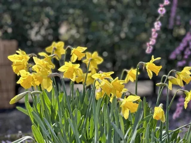 花茎(かけい)