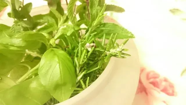 園芸植物(えんげいしょくぶつ)