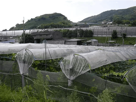 雨除け栽培(あまよけさいばい)