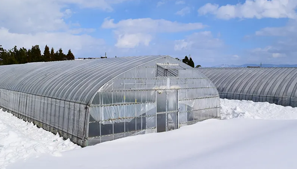 スノーポールでビニールハウスを補強！雪害対策にも単管パイプの活用を | 農業資材の紹介サイト | 農材ドットコム